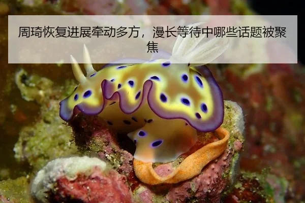 周琦恢复进展牵动多方，漫长等待中哪些话题被聚焦